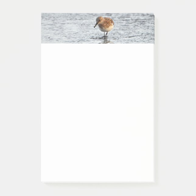 Sandpiper Bird Foto Stationery 4x6 Hinweise Post-it Klebezettel (Vorderseite)
