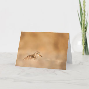 Sandpiper Bird Nature Foto Karte