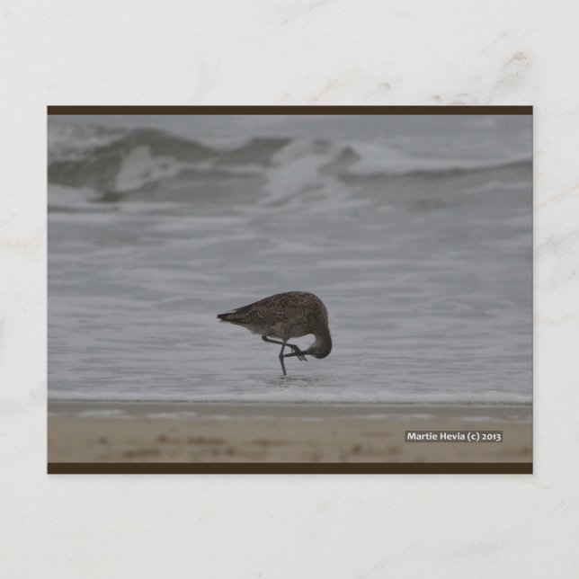 Sandpiper Bows | Blue Beach Song™ Postkarte (Vorderseite)