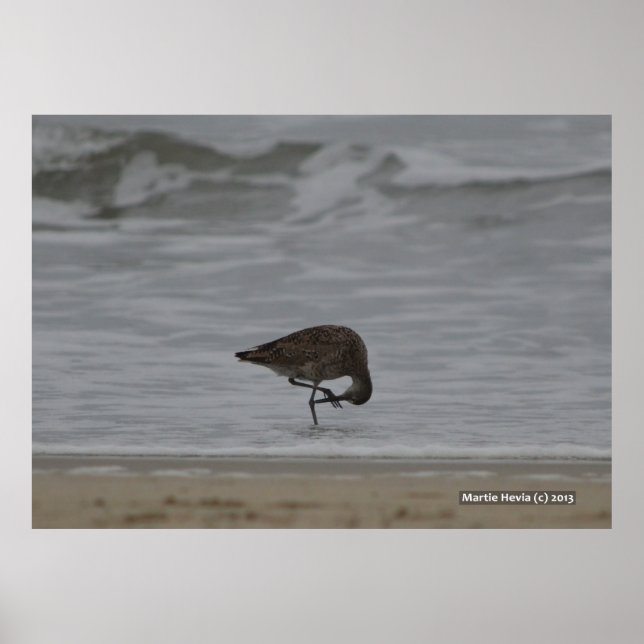 Sandpiper Bows Poster (Vorne)