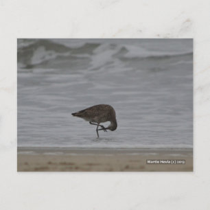 Sandpiper Bows Postkarte