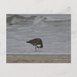 Sandpiper Bows Postkarte