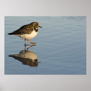 Sandpiper für die Wasserdruckerei Poster