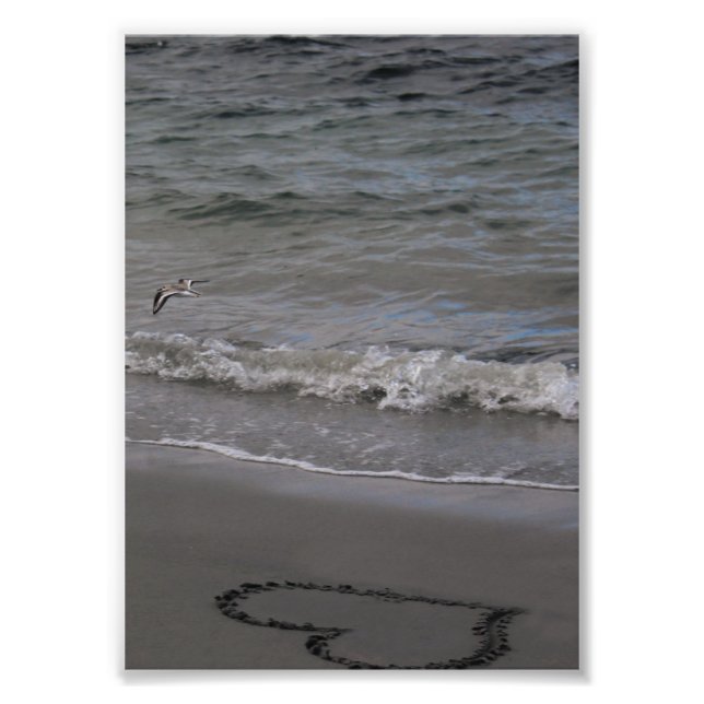 Sandpiper in Liebe Fotodruck (Vorne)