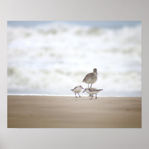 Sandpiper mit zwei Sanderlings am Strand 16x20 Poster