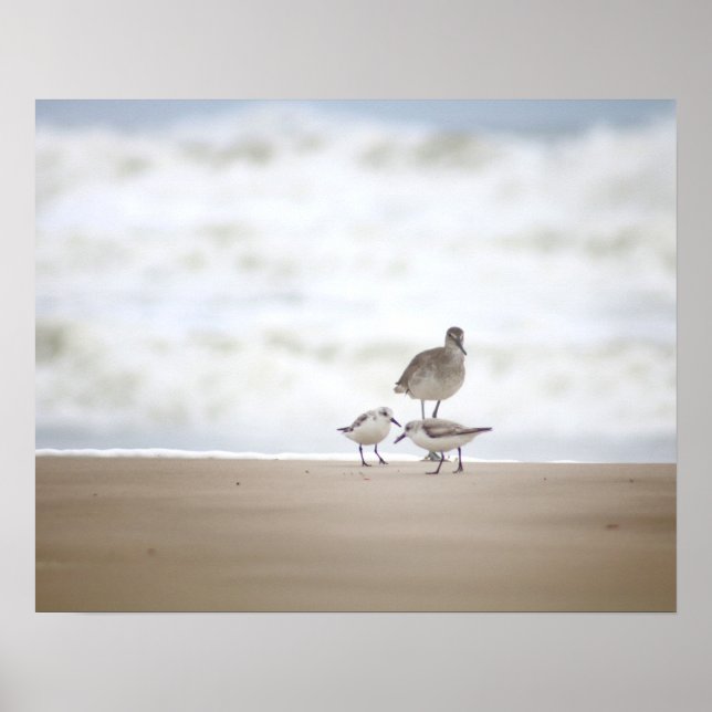 Sandpiper mit zwei Sanderlings am Strand 16x20 Poster (Vorne)