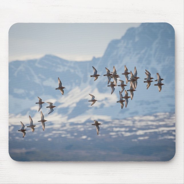 Sandpiper Nature Foto Mousepad (Vorne)