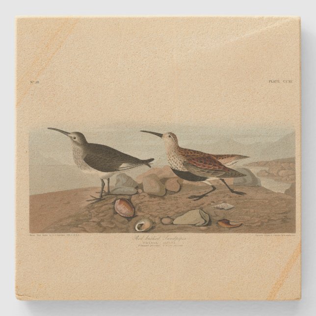 Sandpiper, rot unterlegt - Audubons Vögel in Ameri Steinuntersetzer (Vorderseite)