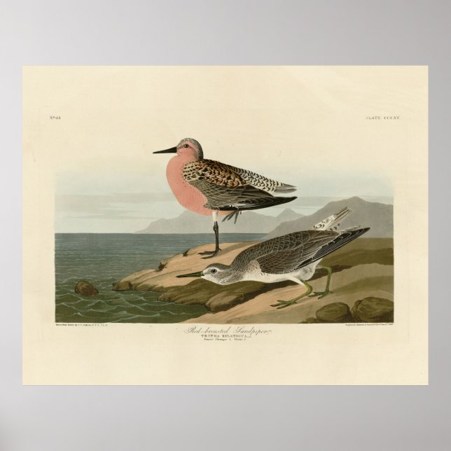 Sandpiper, Rotbrüste, Audubons Vögel von Amerika Poster (Vorne)
