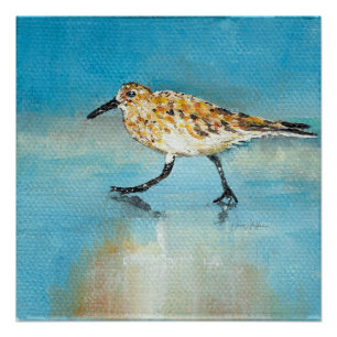 Sandpiper Shorebird Glossy Poster