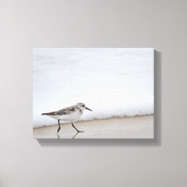 Sandpiper Shorebird Wall Leinwand Fotografie Art