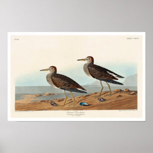 Sandpiper von Audubon Poster