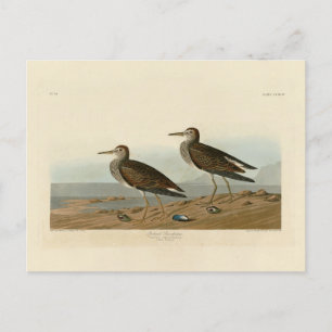 Sandpiper von Audubons Vögeln von Amerika Postkarte