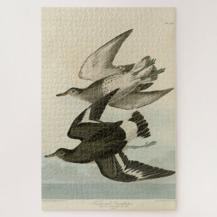 Sandpiper von Townsend - Audubons Vögel in Amerika Puzzle