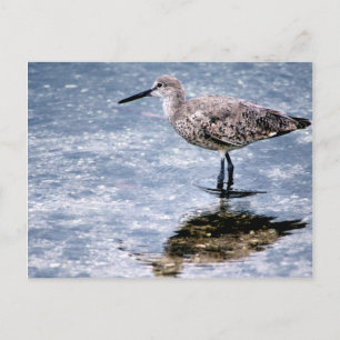 Sandpipper Postkarte