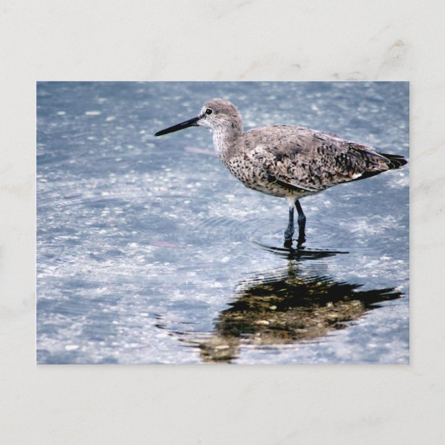 Sandpipper Postkarte (Vorderseite)