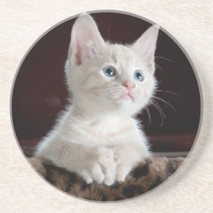 Sandstone Coaster lovers cats , for girls / gift Getränkeuntersetzer