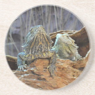 Sandstone Coaster with two curious lizards Getränkeuntersetzer