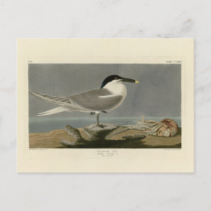 Sandwich (Cabot's) Tern, Audubon Birds of America Postkarte