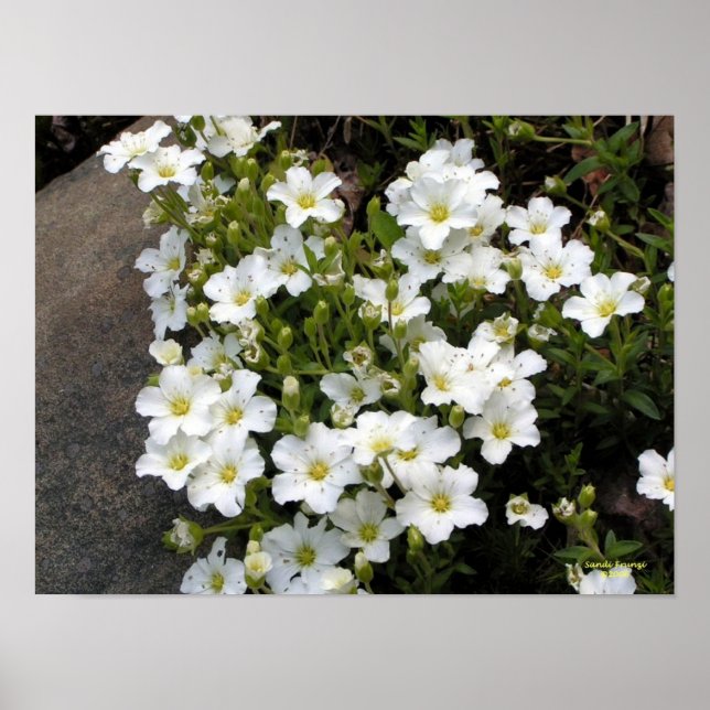 Sandwort Poster (Vorne)