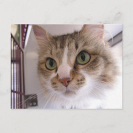 Sandy Ankündigungspostkarte