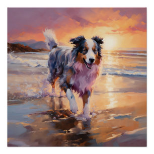 Sandy Australian Shepherd Dog on Beach Sunset Poster