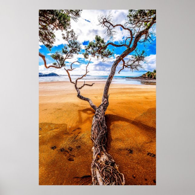 Sandy Bay Pohutukawa Tree Poster (Vorne)