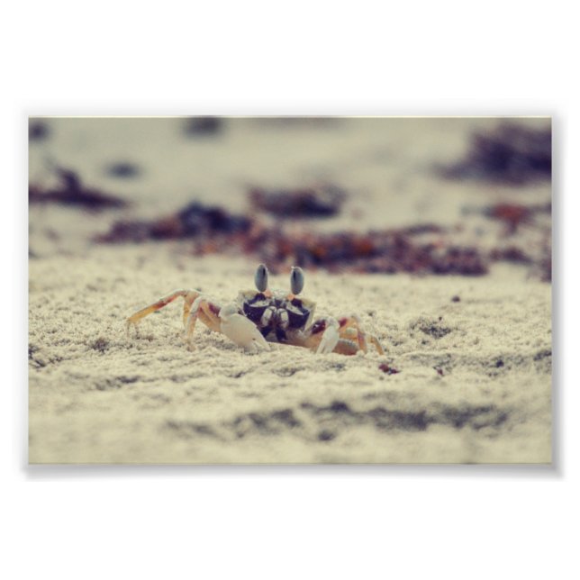 Sandy Crabs Fotodruck (Vorne)