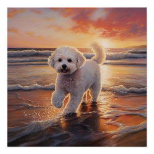 Sandy Paws Bichon Frise Hund am Strand Sonnenunter Poster