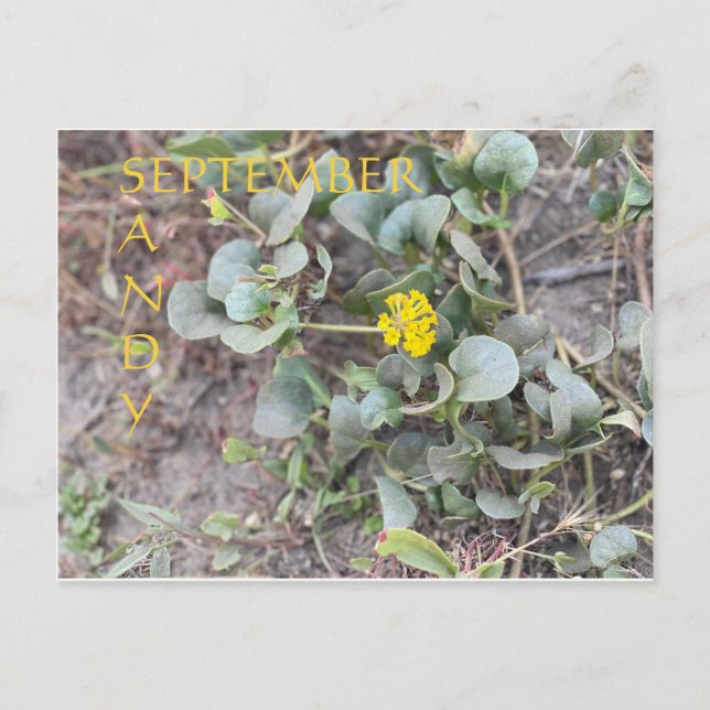 SANDY SEPTEMBER POSTKARTE (Vorderseite)
