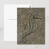 Sandy Textured Seepferd Fotograf