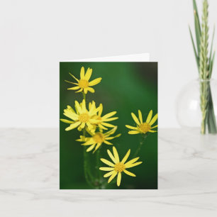 Sanft gelbe Wildblumen Fotografie