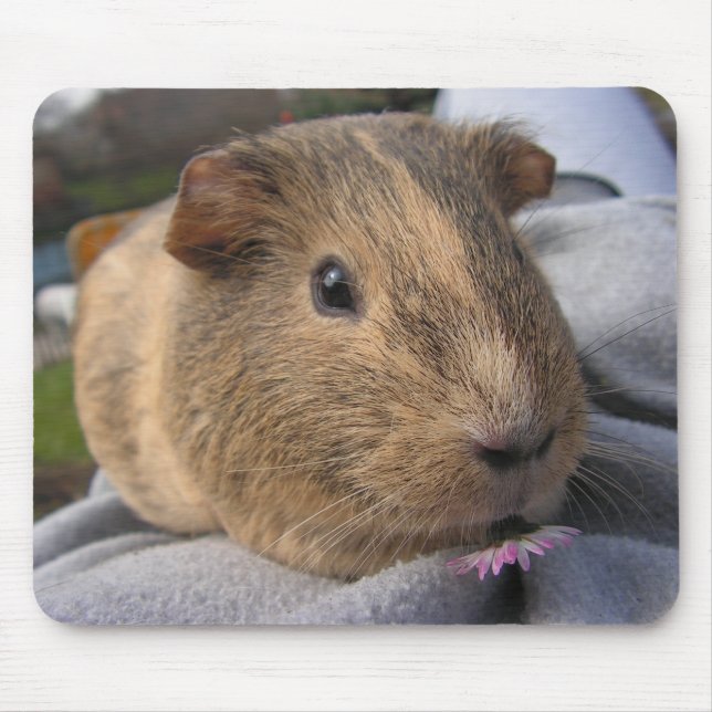 Sanfte, Agouti-Guinea Schweine und rosa Blume Mousepad (Vorne)