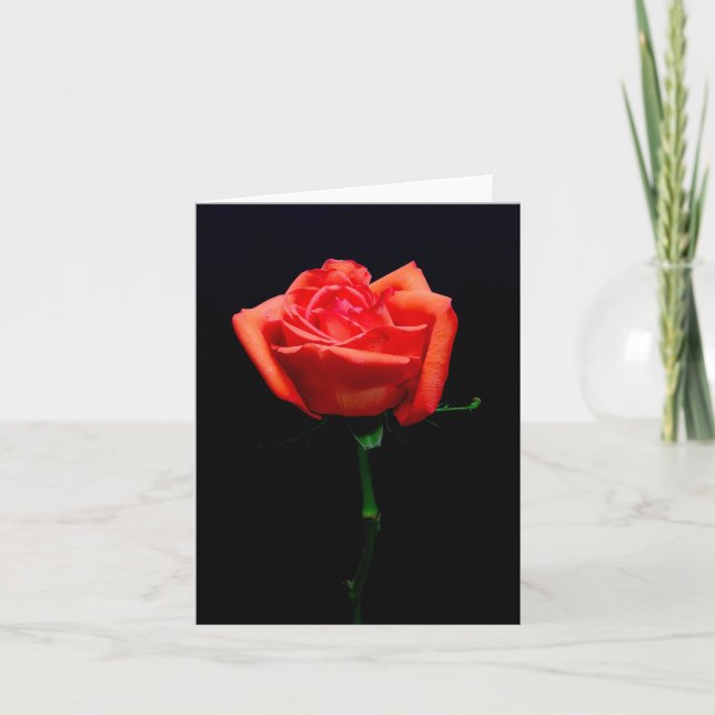 Sanfte Orange Rose Karte (Vorderseite)