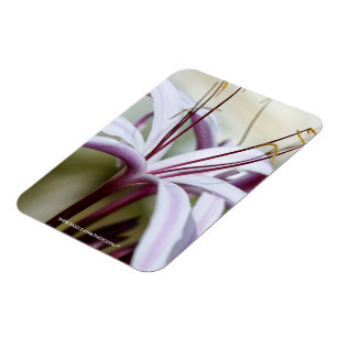 Sanfte rosa Lilienblüten Botanische Foto Kunst Magnet