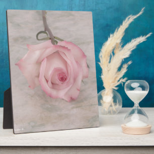 Sanfte rosa Rosenblüte Fotoplatte