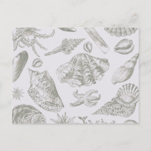 Sanfte Salbeigraue Muschelskizze Antik Natur Postkarte
