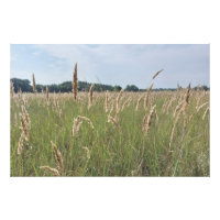 Sanfte Sommerwiese