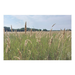 Sanfte Sommerwiese Fotodruck