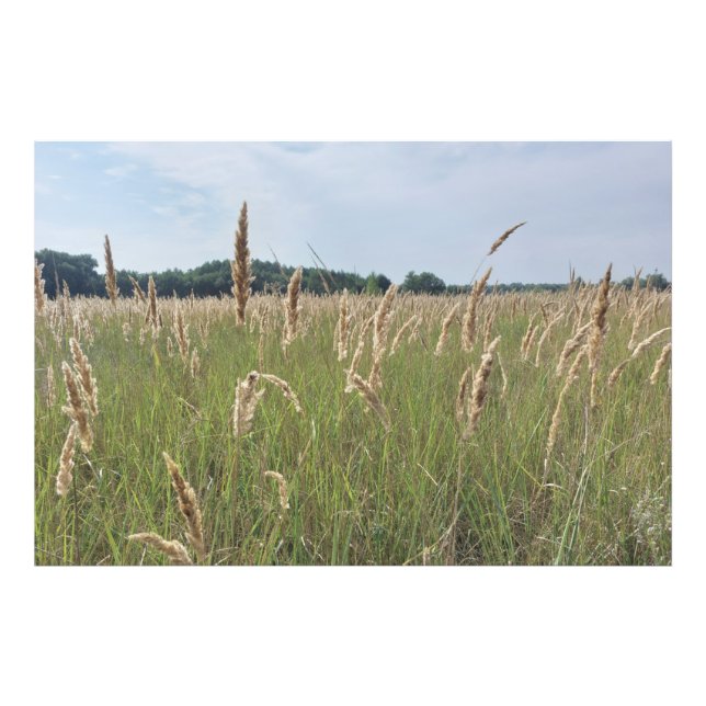 Sanfte Sommerwiese Fotodruck (Vorne)