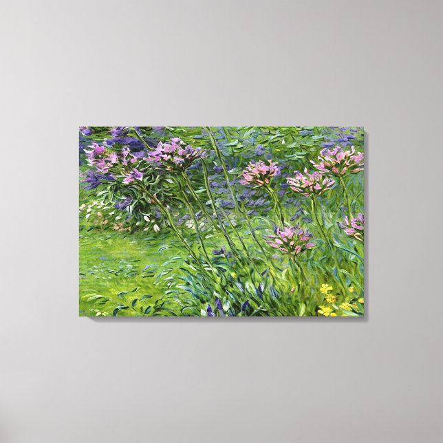 Sanfte und lebendige Darstellung der Agapanthus-Bl Leinwanddruck (Vorderseite)