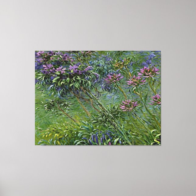 Sanfte und lebendige Darstellung der Agapanthus-Bl Leinwanddruck (Vorderseite)