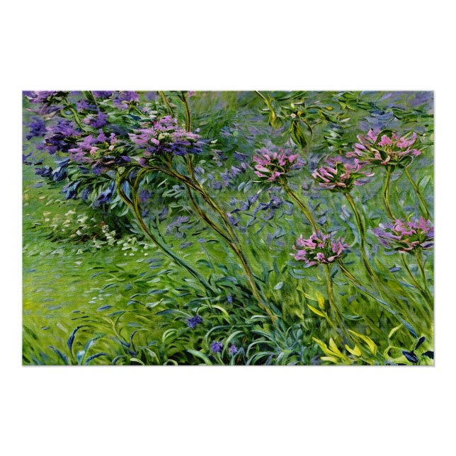 Sanfte und lebendige Darstellung der Agapanthus-Bl Poster (Vorderseite)