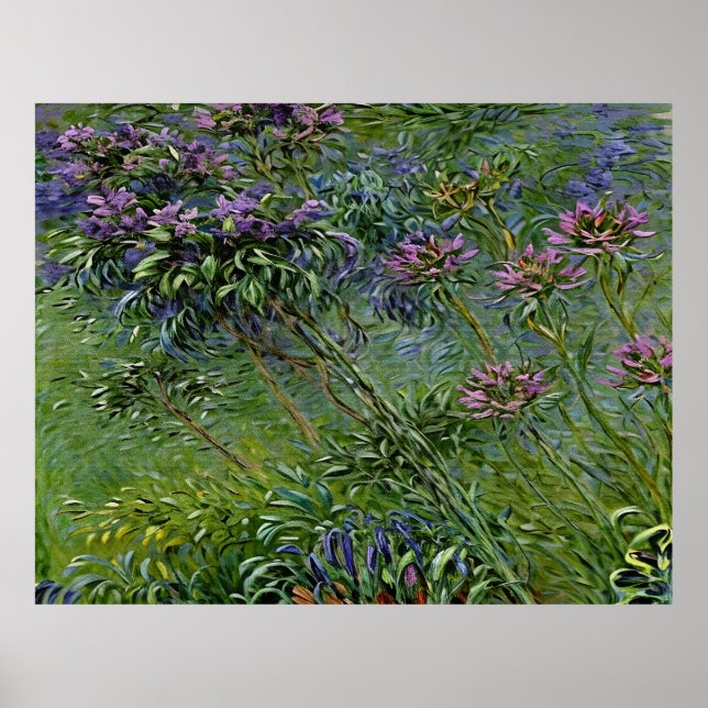 Sanfte und lebendige Darstellung der Agapanthus-Bl Poster (Vorne)