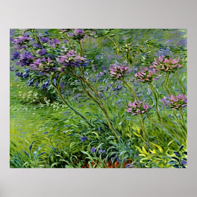 Sanfte und lebendige Darstellung der Agapanthus-Bl Poster (Vorne)