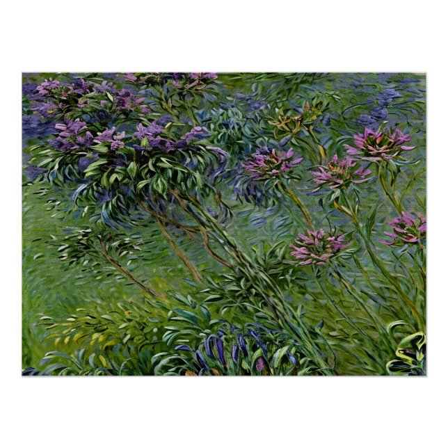 Sanfte und lebendige Darstellung der Agapanthus-Bl Poster (Vorderseite)