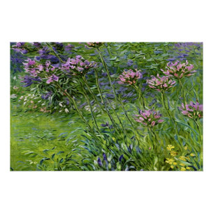 Sanfte und lebendige Darstellung der Agapanthus-Bl Poster