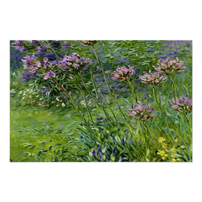 Sanfte und lebendige Darstellung der Agapanthus-Bl Poster (Vorderseite)