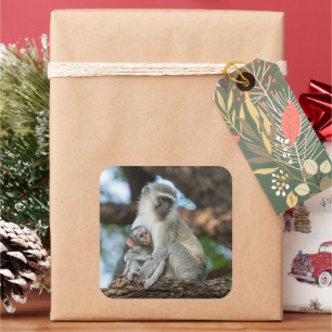 Sanfter Vervet-Meerkatzen-Moment Quadratischer Aufkleber
