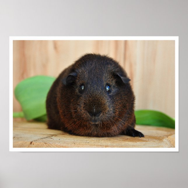 Sanftes, goldenes Agouti-Guinea-Schwein Poster (Vorne)